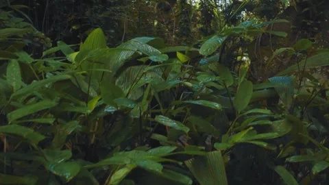 Dolly in with tropical plants Stock Footage 151039077