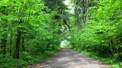 Dolly in video, moving forward through forest thicket road, with green bush Stock Footage 236448552