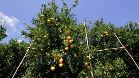 Dolly View below orange tree Stock Footage 154926476