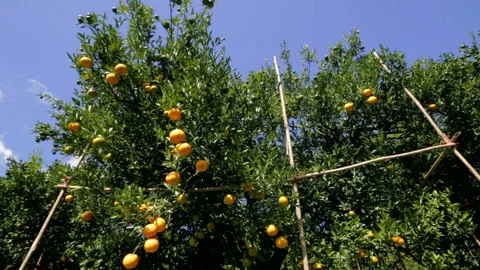 Dolly View below orange tree Stock Footage 154926638