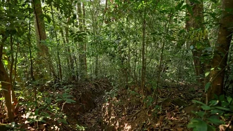 Dolly view of lush foliage trees in dense jungle creating vibrant green nat.. Stock Footage 336733405