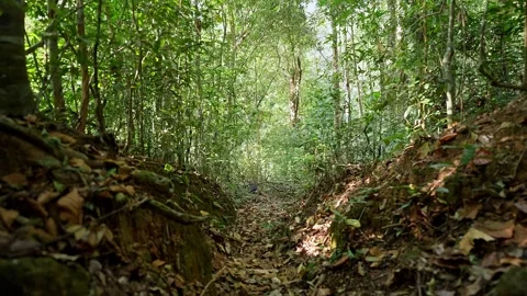 Dolly view of lush foliage trees in dense jungle creating vibrant green nat.. Stock Footage 336733426