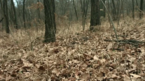 Dolly walking in the woods Stock Footage 71210464