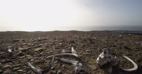 Dolly of walrus skull and bones on foggy arctic beach Stock Footage 61967582