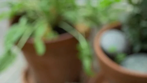 Dolly of wheat grass Stock Footage 71191740