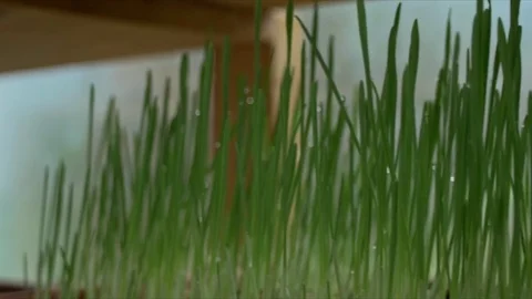 Dolly of wheatgrass Stock Footage 71190562