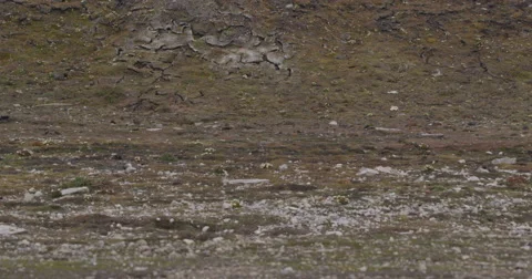 Dolly - wide of arctic tern chick on hillside Stock Footage 54416499