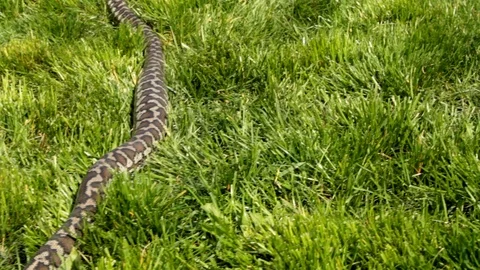 Dolly wide shot of carpet python snake on the grass Stock-Footage 106540731