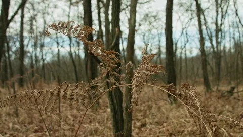Dolly in the woods Stock Footage 71213495