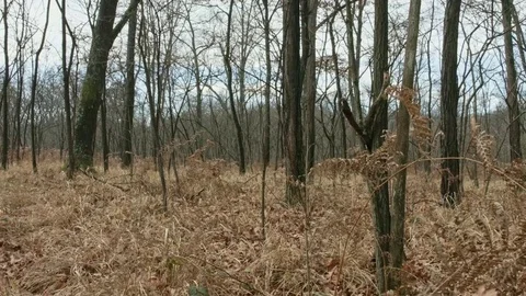 Dolly in the woods Stock Footage 71213558