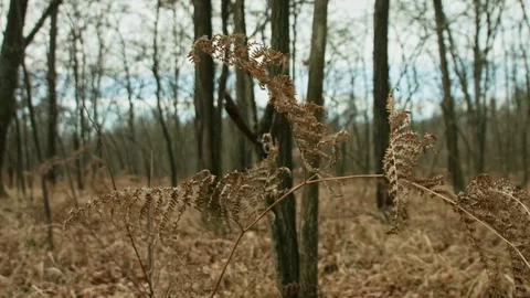 Dolly woods in the winter Stock Footage 71213867