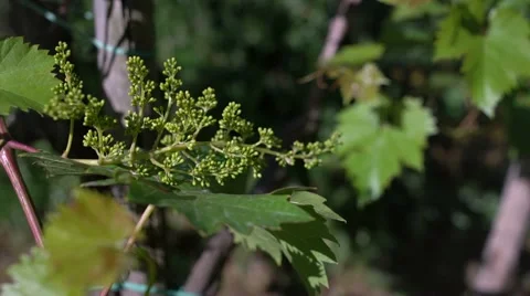 Dolly in of young bunch of grapevine in a vineyard. Stock Footage