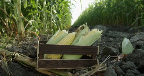 Dolly zoom corn cobs lie in a box for harvesting on the background of a Video stock 140960447