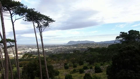Dolly Zoom effect in the Newlands Forest, Cape Town Stock-Footage 106490705