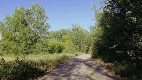 Dolly zoom in the forest Stock Footage 135817212