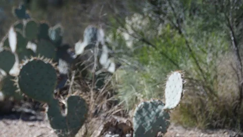 Dolly Zoom Time-lapse of Cactus in desert Video stock 102385718