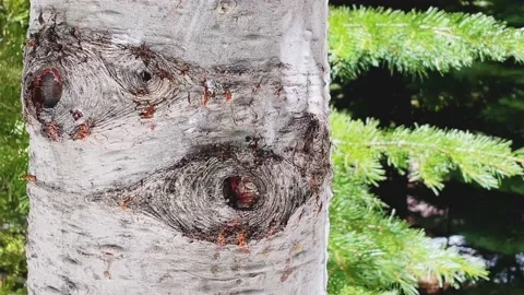 Dolly Zoom of Tree Trunk Stock Footage 188808300