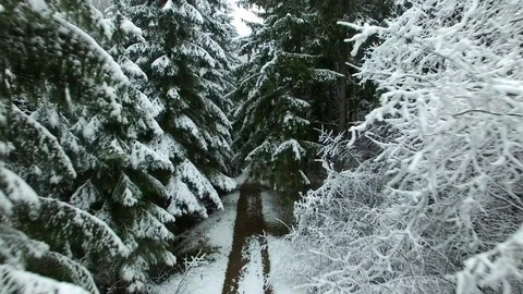 Dolly Zoom Winter Forest Trees Covered With Snow Video stock 77277562