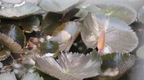 Dolly:Aquatic plants on the surface of the small swamp Video stock 50384708