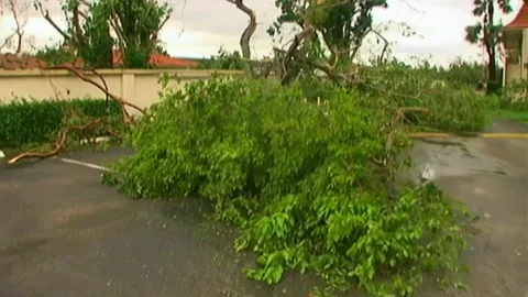 Dollying Past Downed Trees after Hurricane Wilma Stock Footage 291000357