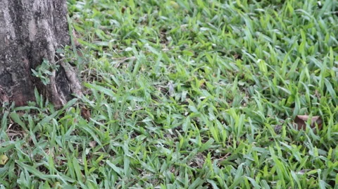 Dolly:lawn in a park with root trees and clouds sky footage Stock Footage 50491247