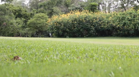 Dolly:lawn in a park with trees and clouds sky footage Video stock 50384368