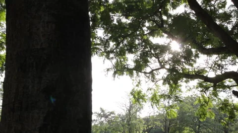 Dolly:Sunset in park with sunlight trees and green grass footage Stock Footage 50376102