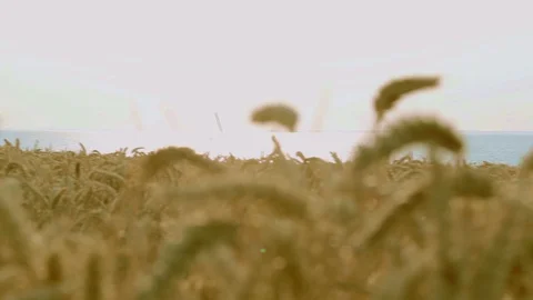 Dolmen in Helnæs Video stock 129080860