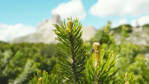 Dolomites, Close Up of Mountain Pine Branch with New Shoots and Blurred Peak Stock Footage 347488602