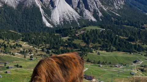 Dolomites Cows Grazing Stock Footage 218310435