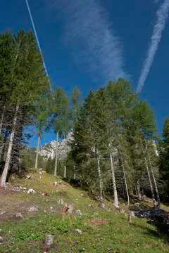 Dolomites forest Stock Photos