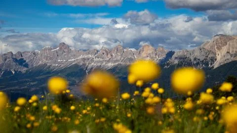 Dolomites: panoramic view of an alpine meadow full of yellow globeflowers Stock Photos