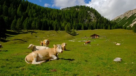 Dolomites - Pasture Stock Footage 95317036
