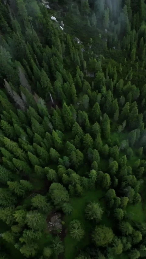 Dolomites tree pattern view, symmetrical pine forest perspective, aerial display Stock Footage 323096367