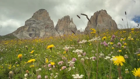 Dolomites Wildflower Meadow with Dramatic Alpine Peaks in Italy Summer Nature Video stock 341157778