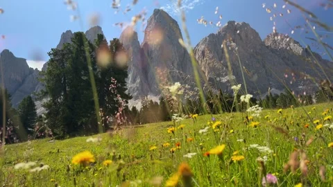 Dolomites Wildflower Meadow with Dramatic Mountain Peaks Italy Summer Stock Footage 341157520