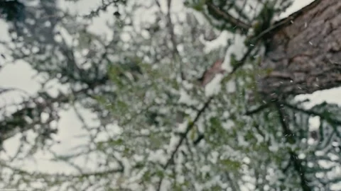 Dolomites Winter Forest Hike Under Falling Snow with Pine Tree Branches 库存影片 331165161