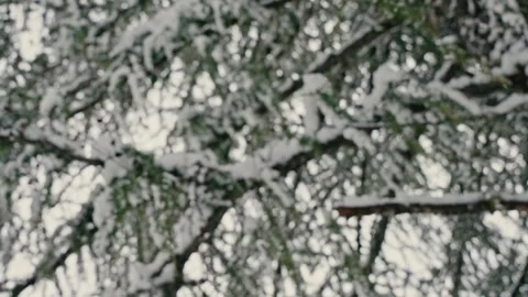 Dolomites Winter Forest Hike Under Snow Covered Pine Branches in Nature 库存影片 331165267