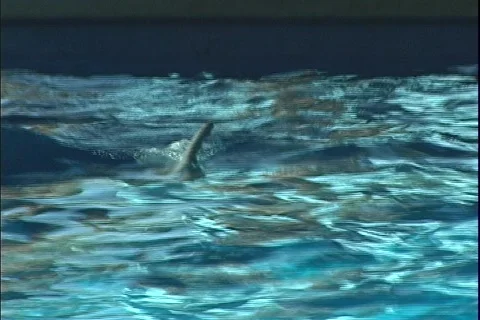 Dolphin 1 動画素材 304627
