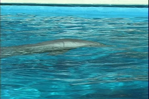 Dolphin 1 動画素材 304731