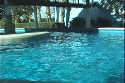 Dolphin 1 Stock Footage 304775