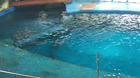 DOLPHIN 1 Video stock 135029662