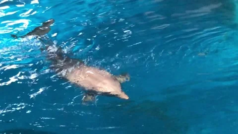 DOLPHIN 2 Stock Footage 135029647