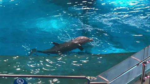 DOLPHIN 3 Video stock 135029674