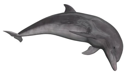Dolphin - 3D render Stock Illustration