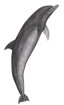Dolphin - 3D render Stock Illustration