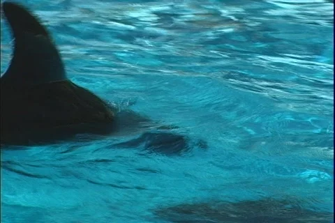 Dolphin 4 動画素材 304708
