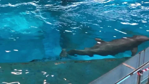 DOLPHIN 4 Stock Footage 135029718