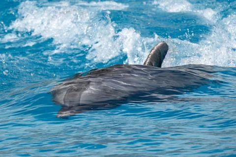 Dolphin accelerating in blue water for a next jump Stock Photos
