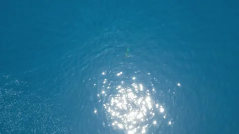 Dolphin aereal video Stock Footage 338189242
